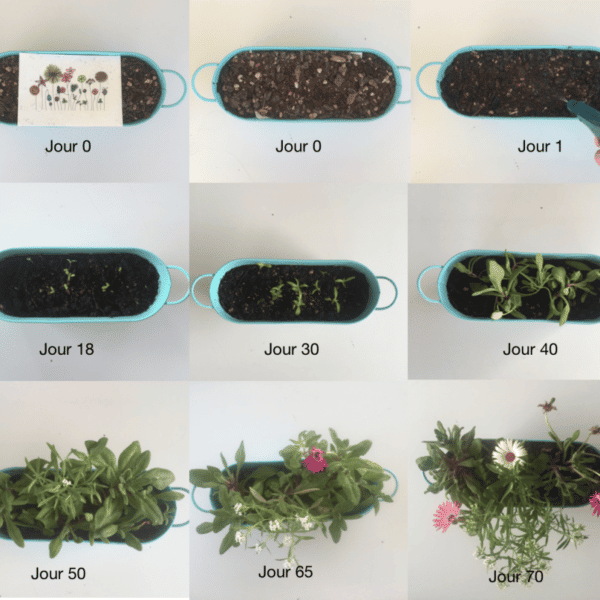 Evolution de la pousse des plantes après plantation d'une carte à planter.